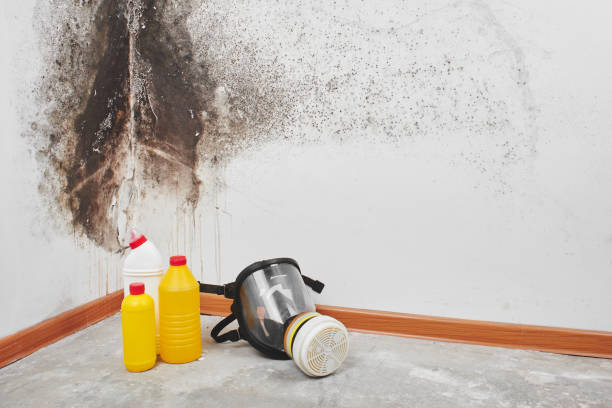 Best Commercial Mold Removal  in Beecher, IL