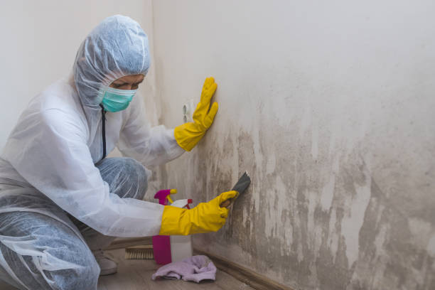 Best Mold Cleaning Services  in Beecher, IL