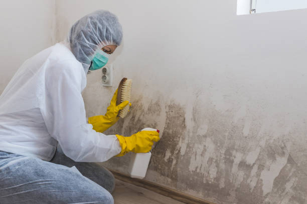Best Mold Damage Repair  in Beecher, IL