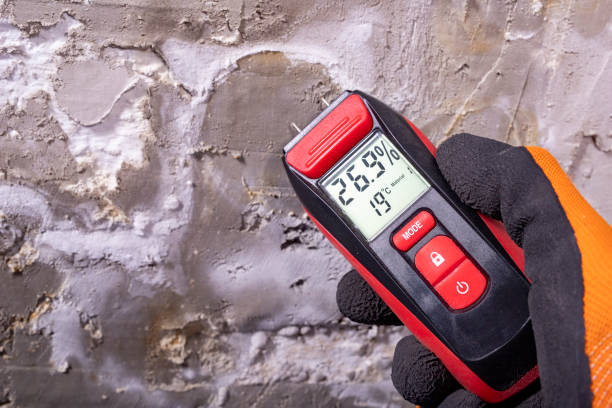 Best Mold Removal Near Me  in Beecher, IL