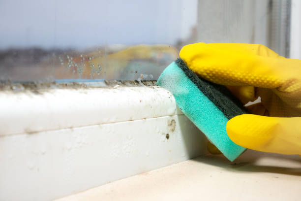 Best Attic Mold Removal  in Beecher, IL