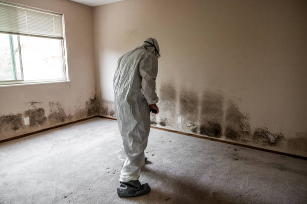Best Local Mold Removal Service  in Beecher, IL