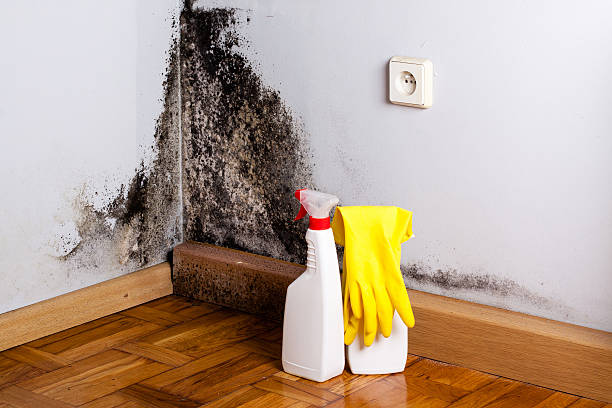 Best Home Mold Removal  in Beecher, IL