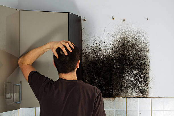 Best Emergency Mold Removal  in Beecher, IL