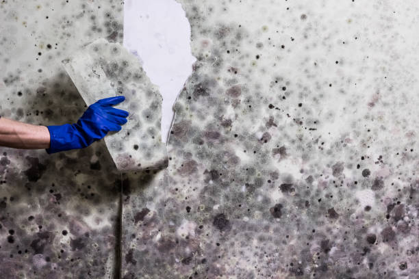 Best Commercial Mold Removal  in Beecher, IL